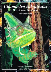 Jemenchamäleon Chamaeleo Calyptratus