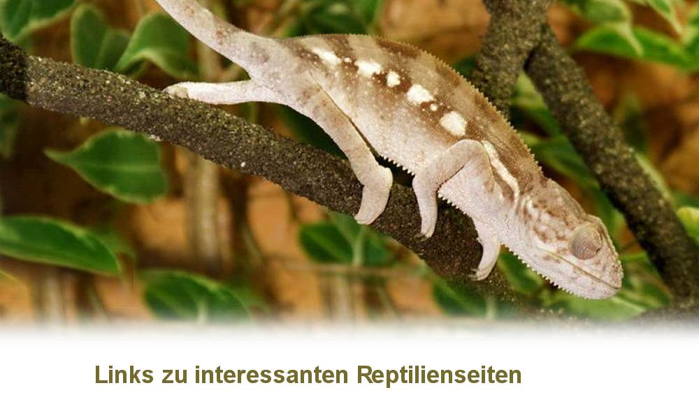 chameleon und reptilien links